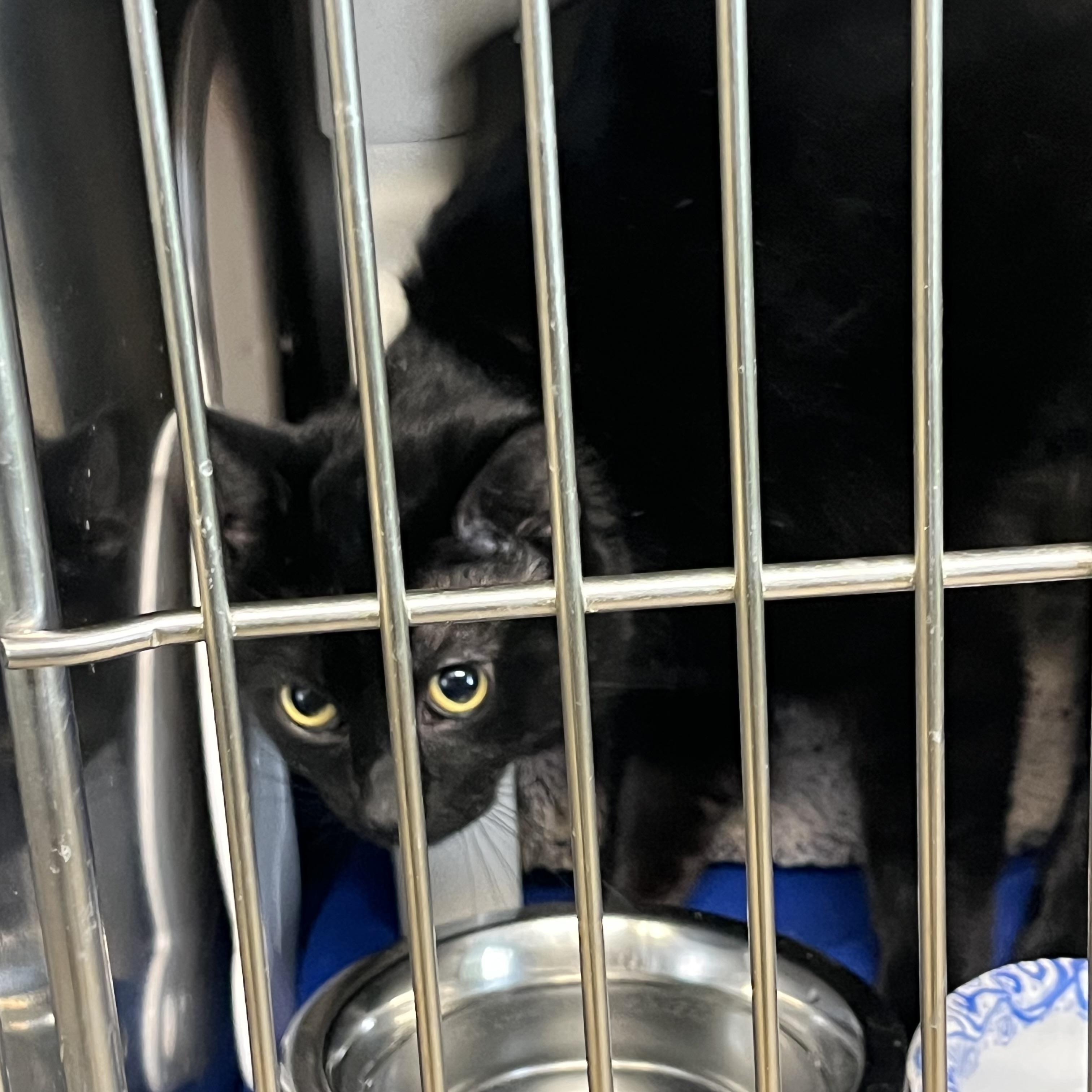 Enlarge Ash, an adopted Domestic Short Hair in Syracuse, NY image 1/1