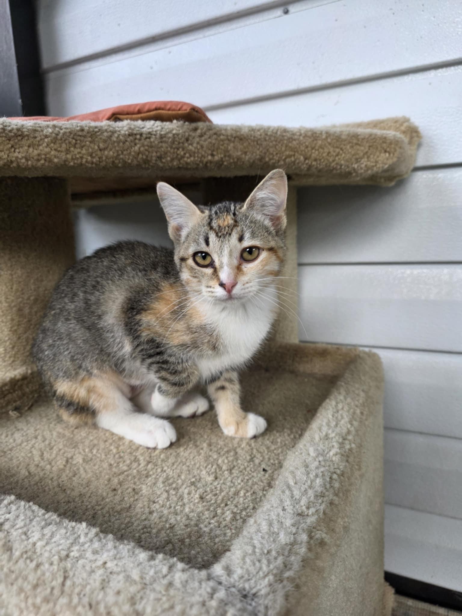 Enlarge Tutti Frutti, a ADOPTABLE Calico in Umatilla, FL image 4/5