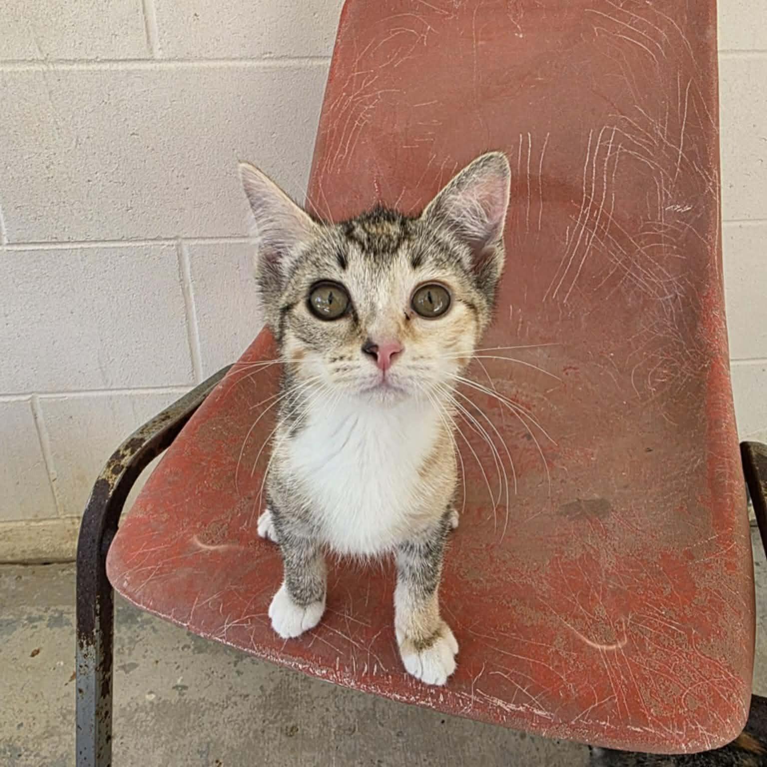 Enlarge Tutti Frutti, a ADOPTABLE Calico in Umatilla, FL image 5/5