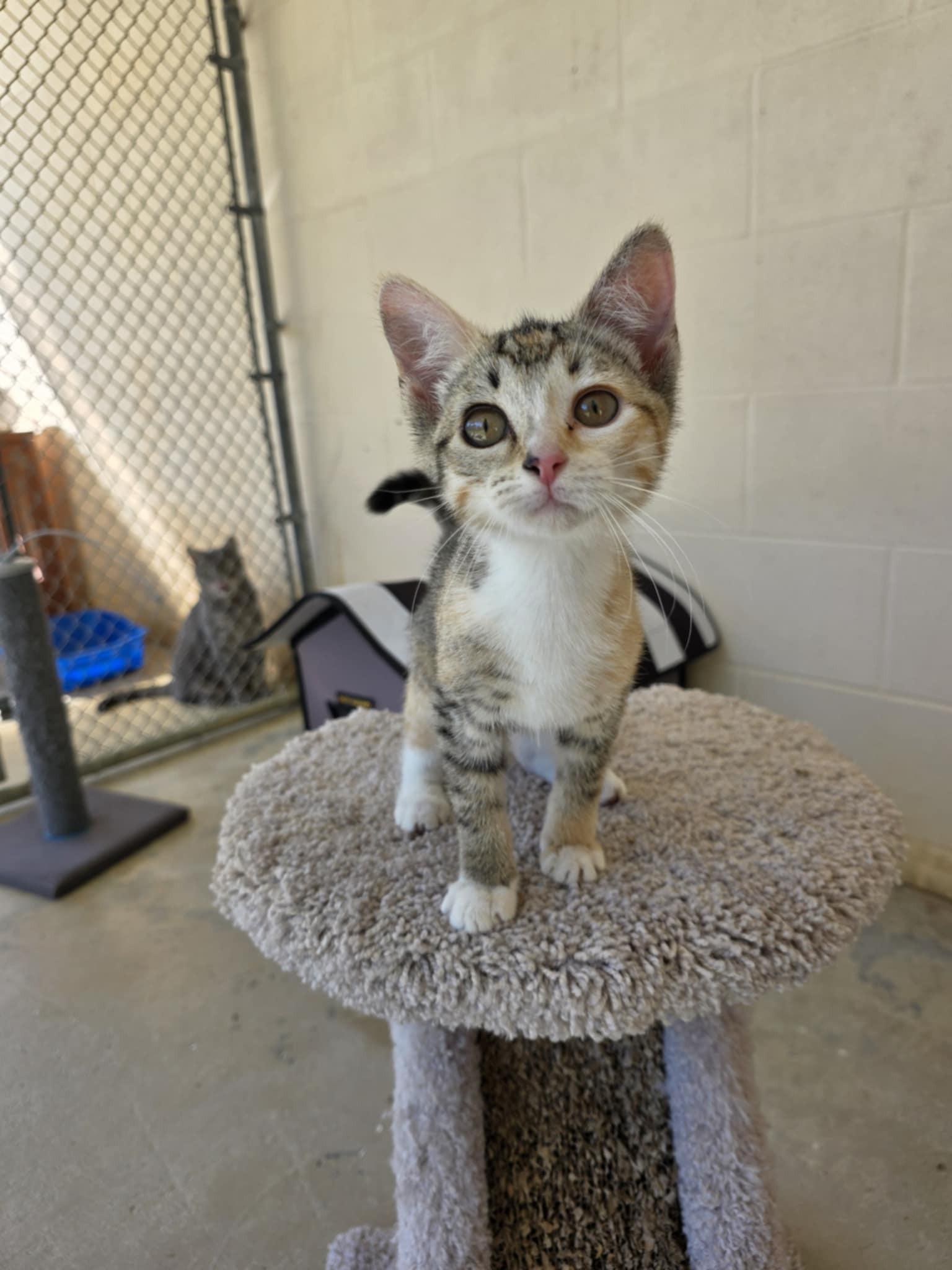Enlarge Tutti Frutti, a ADOPTABLE Calico in Umatilla, FL image 2/5