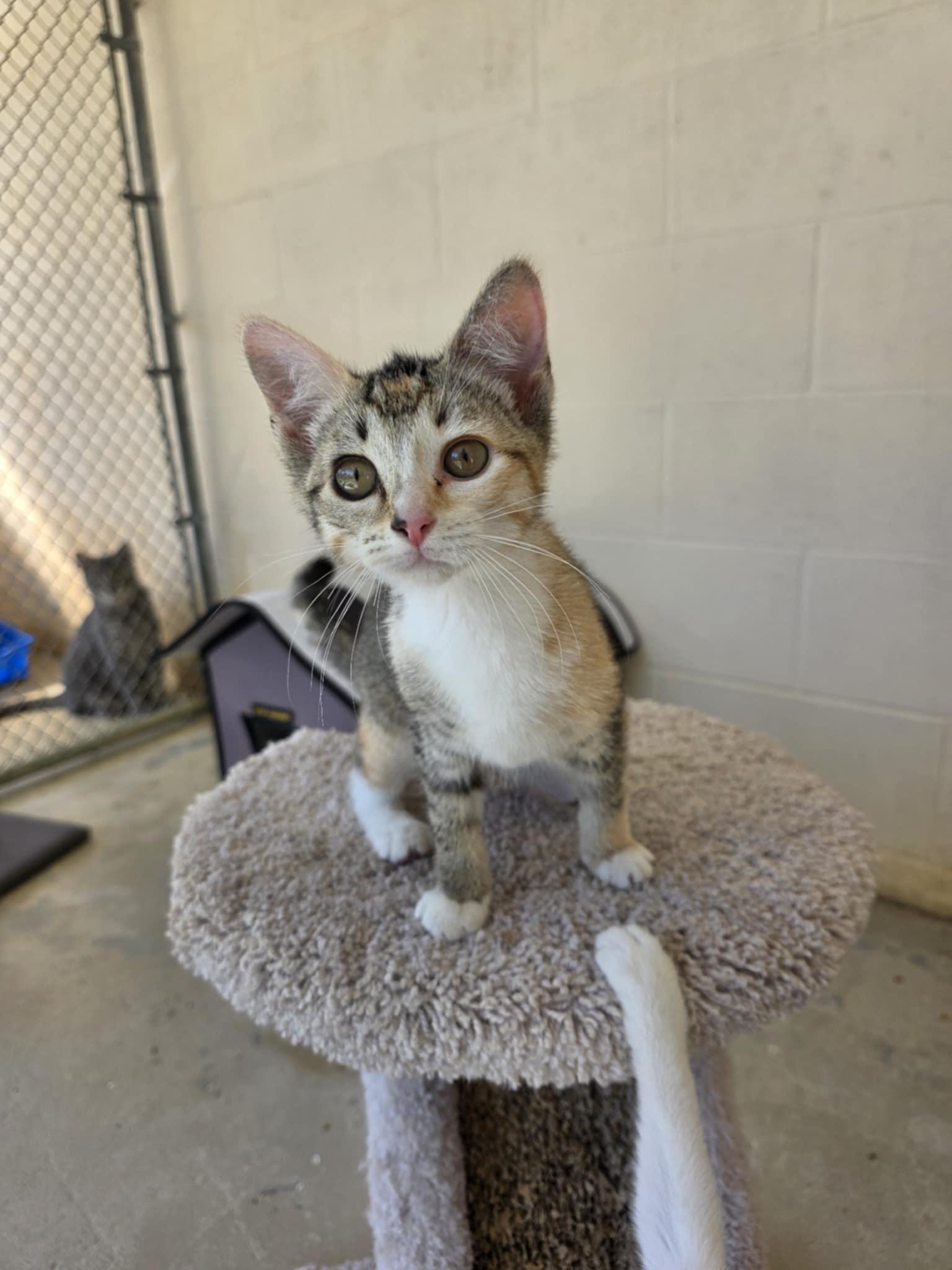 Enlarge Tutti Frutti, a ADOPTABLE Calico in Umatilla, FL image 3/5