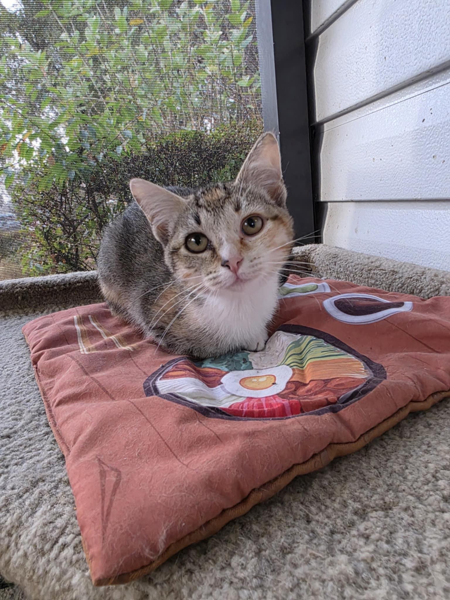 Tutti Frutti, ADOPTABLE, Kitten Female Calico.