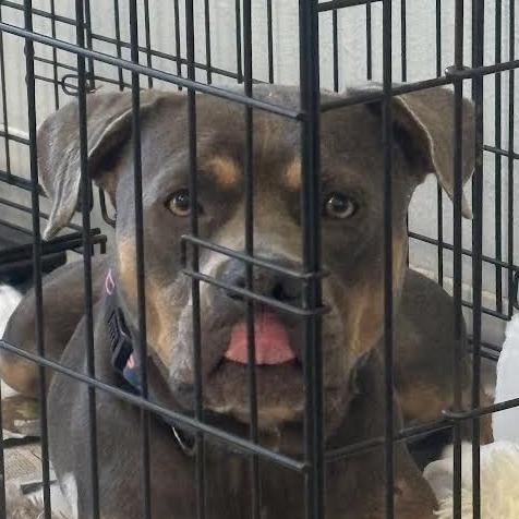 Meatloaf, a Adoptable mixed breed in Marshall, TX image 1/6