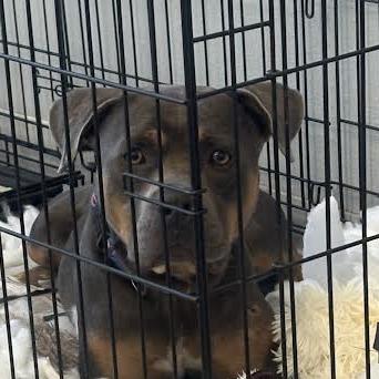 Meatloaf, a Adoptable mixed breed in Marshall, TX image 2/6