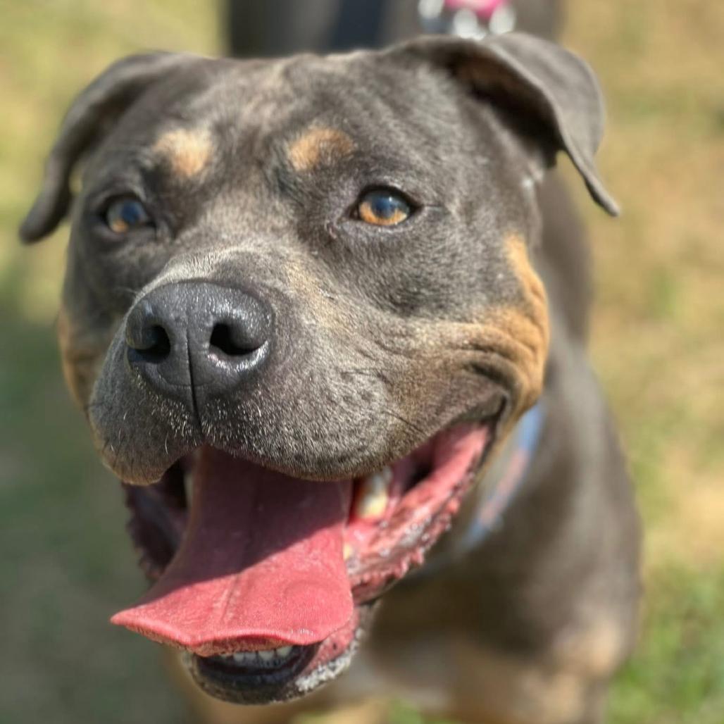 Enlarge Meatloaf, a Adoptable mixed breed in Marshall, TX image 2/6