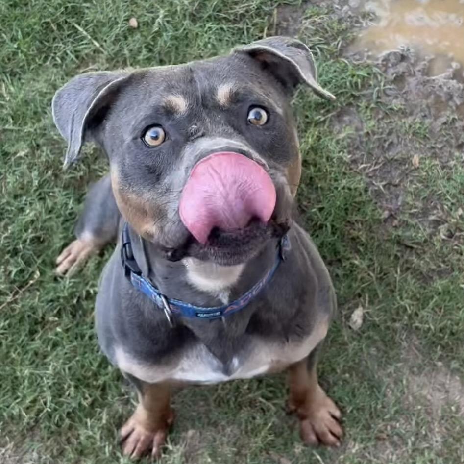 Enlarge Meatloaf, a Adoptable mixed breed in Marshall, TX image 3/6