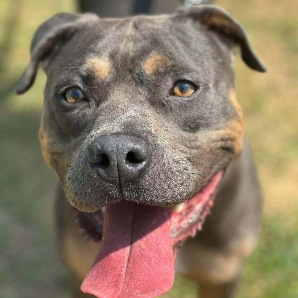 Enlarge Meatloaf, a Adoptable mixed breed in Marshall, TX image 5/6