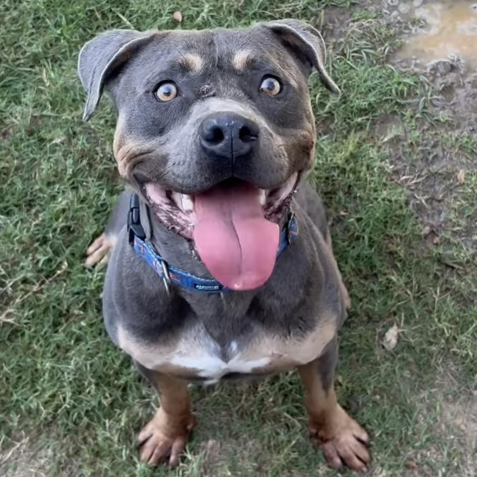 Enlarge Meatloaf, a Adoptable mixed breed in Marshall, TX image 6/6