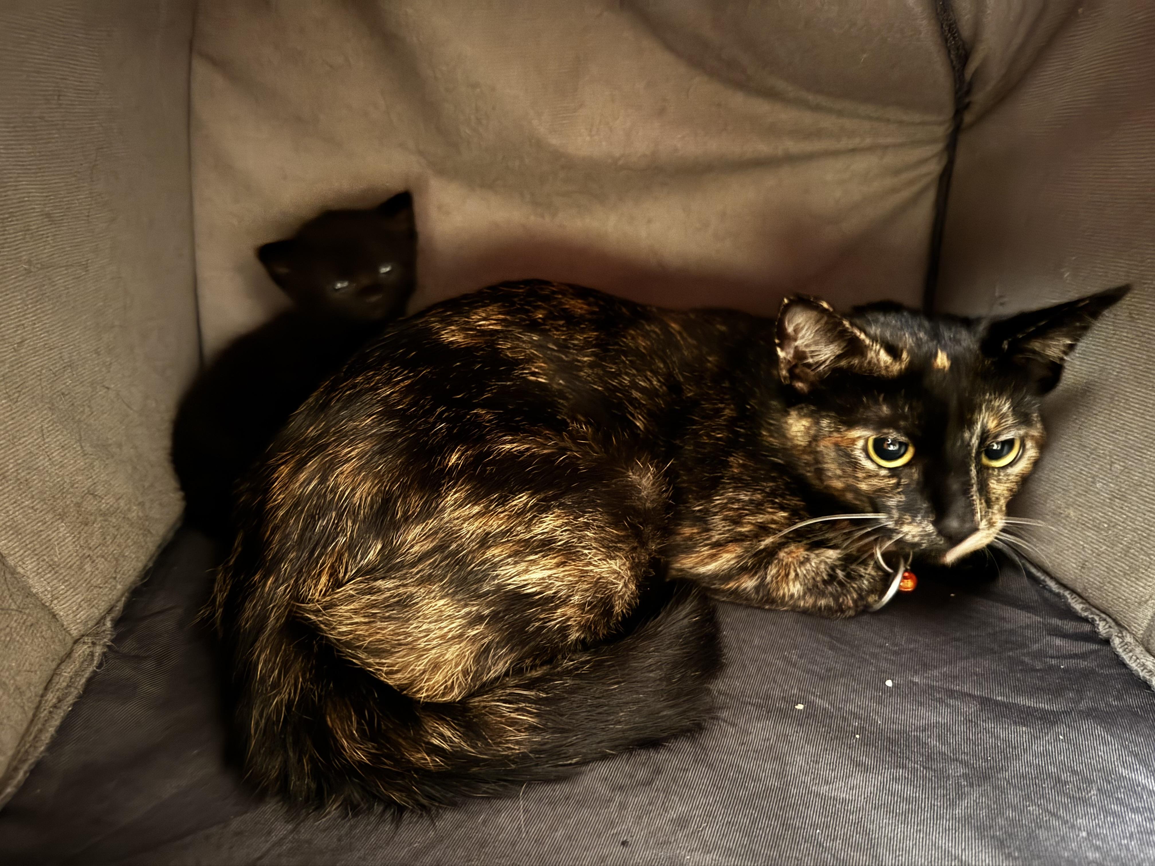 Mama and Baby Girl, adopted, Young Female Domestic Short Hair.