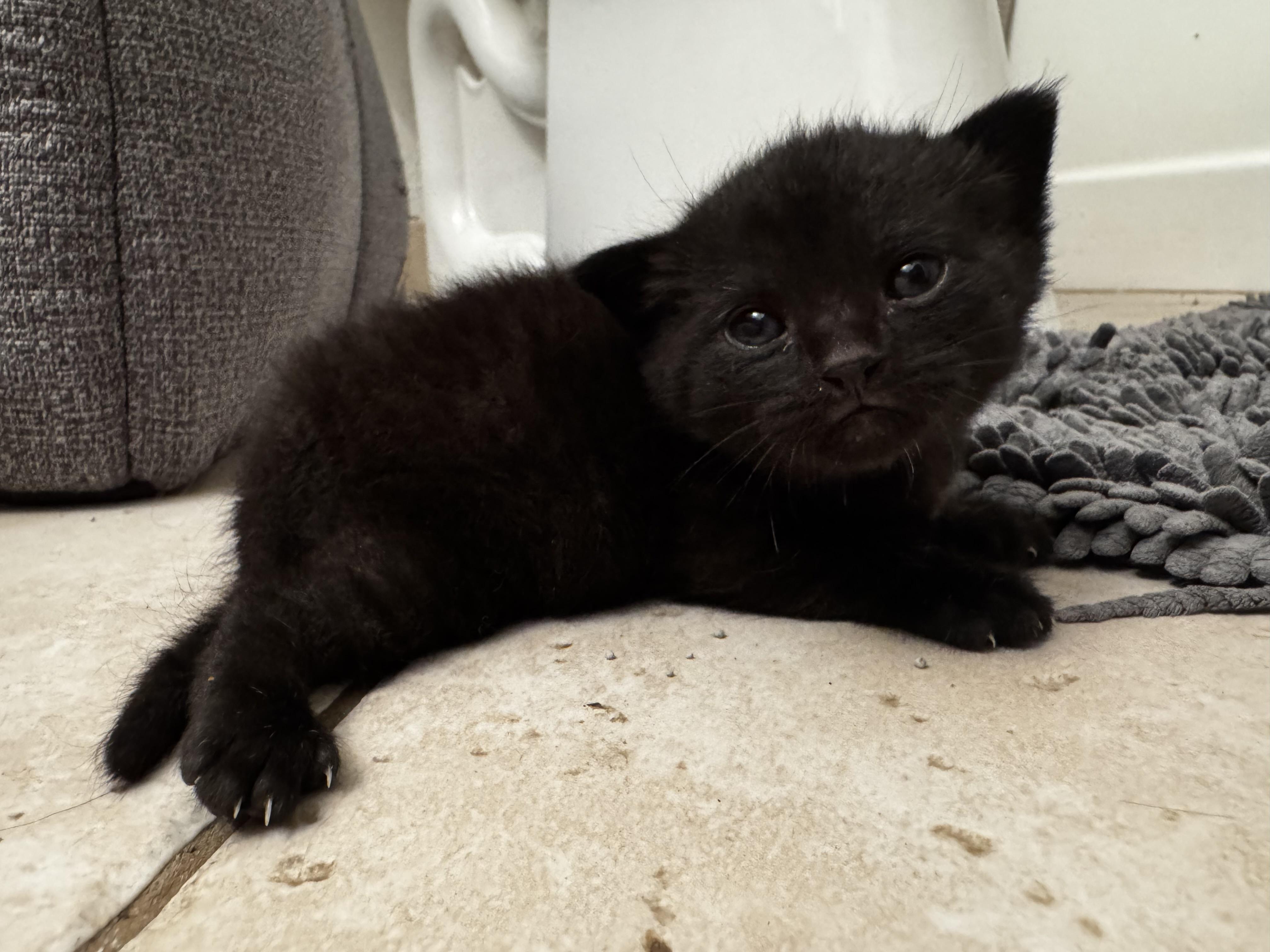 Enlarge Mama and Baby Girl, an adopted Domestic Short Hair in Boca Raton, FL image 2/2