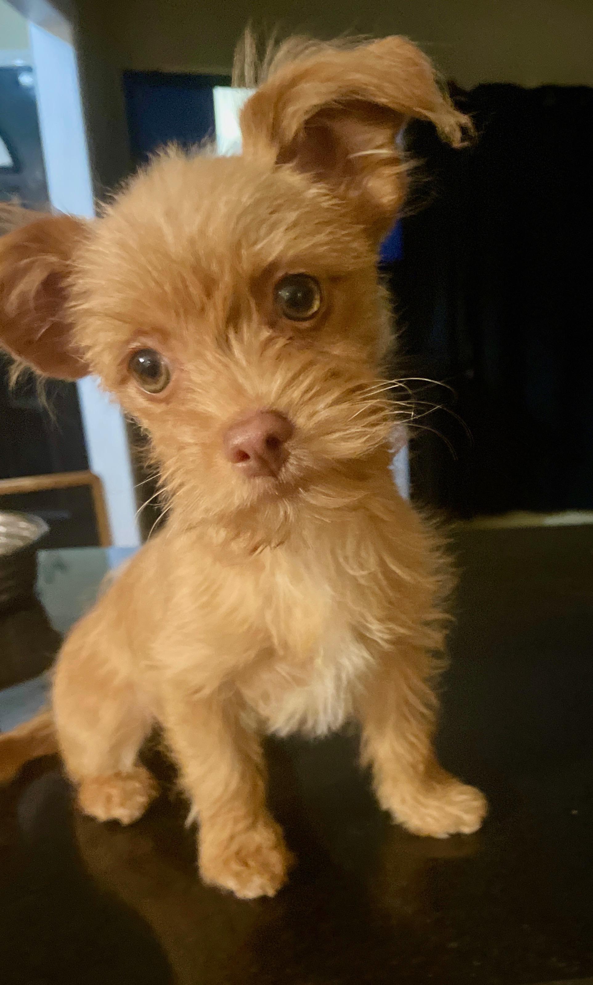 Olivia, adopted, Puppy Female Terrier.