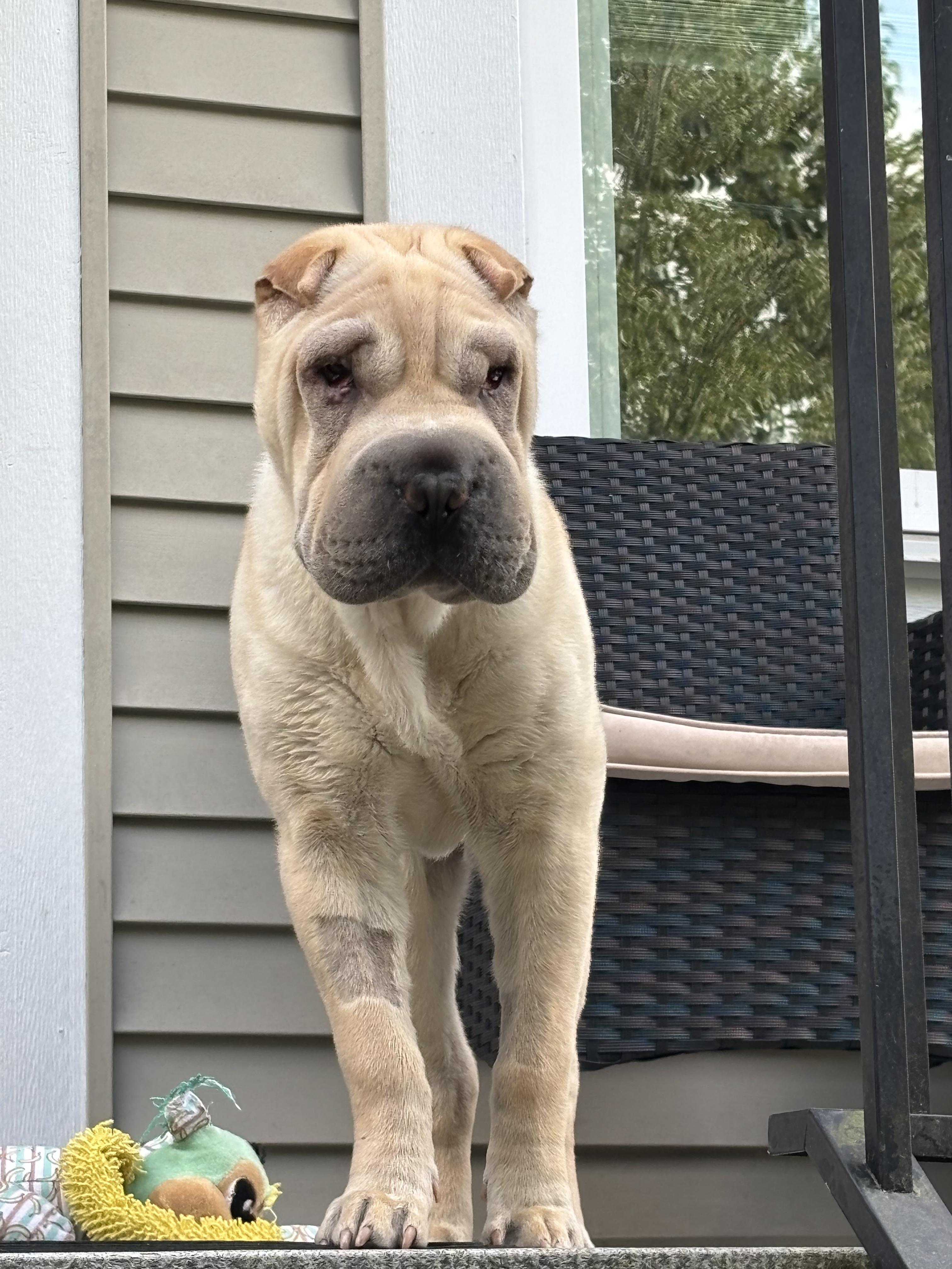 Enlarge Puppy Teddy, a Adopted Shar-Pei in Vancouver, BC image 4/5