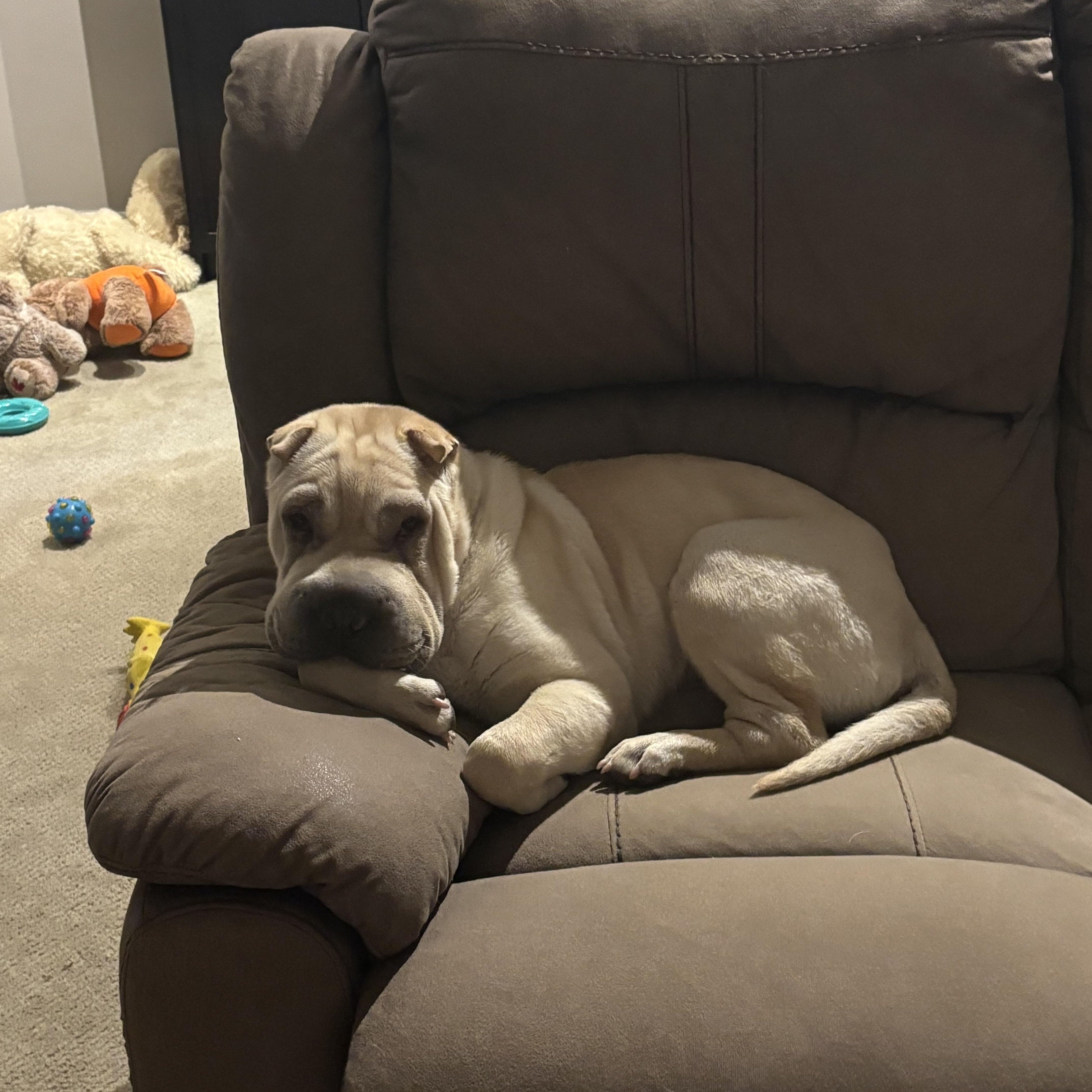 Enlarge Puppy Teddy, a Adopted Shar-Pei in Vancouver, BC image 5/5