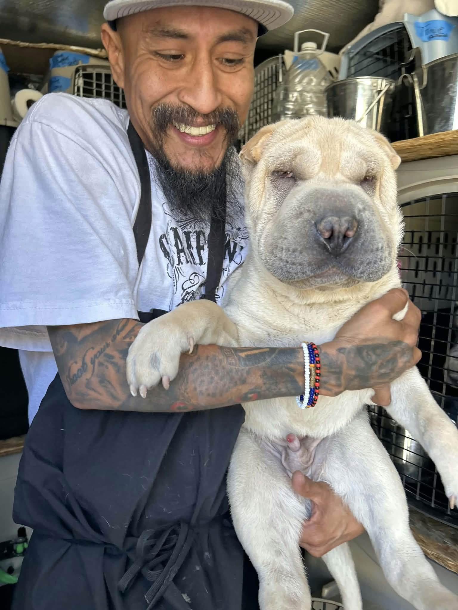 Puppy Teddy, Adopted, Puppy Male Shar-Pei.