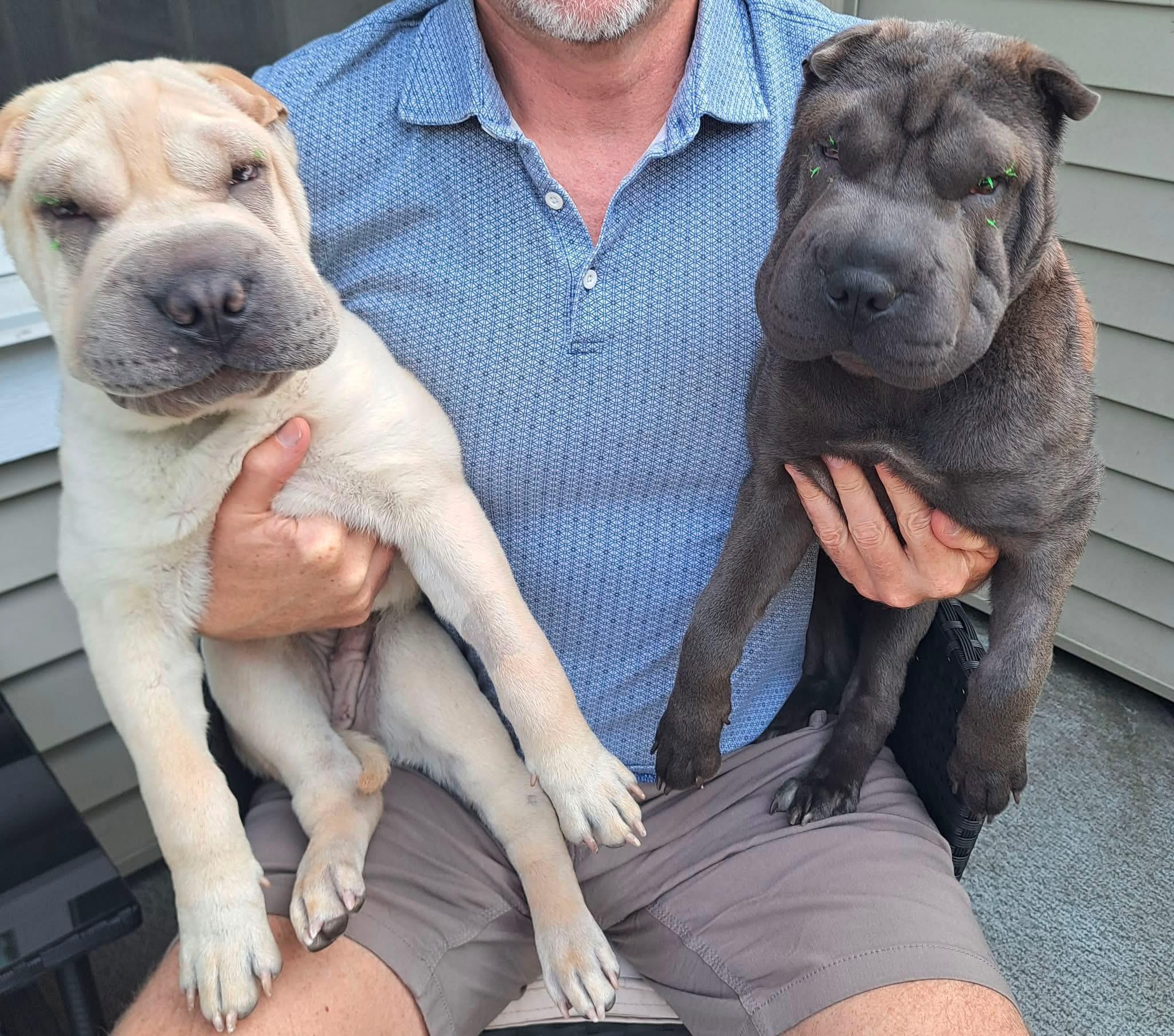 Enlarge Puppy Teddy, a Adopted Shar-Pei in Vancouver, BC image 2/5