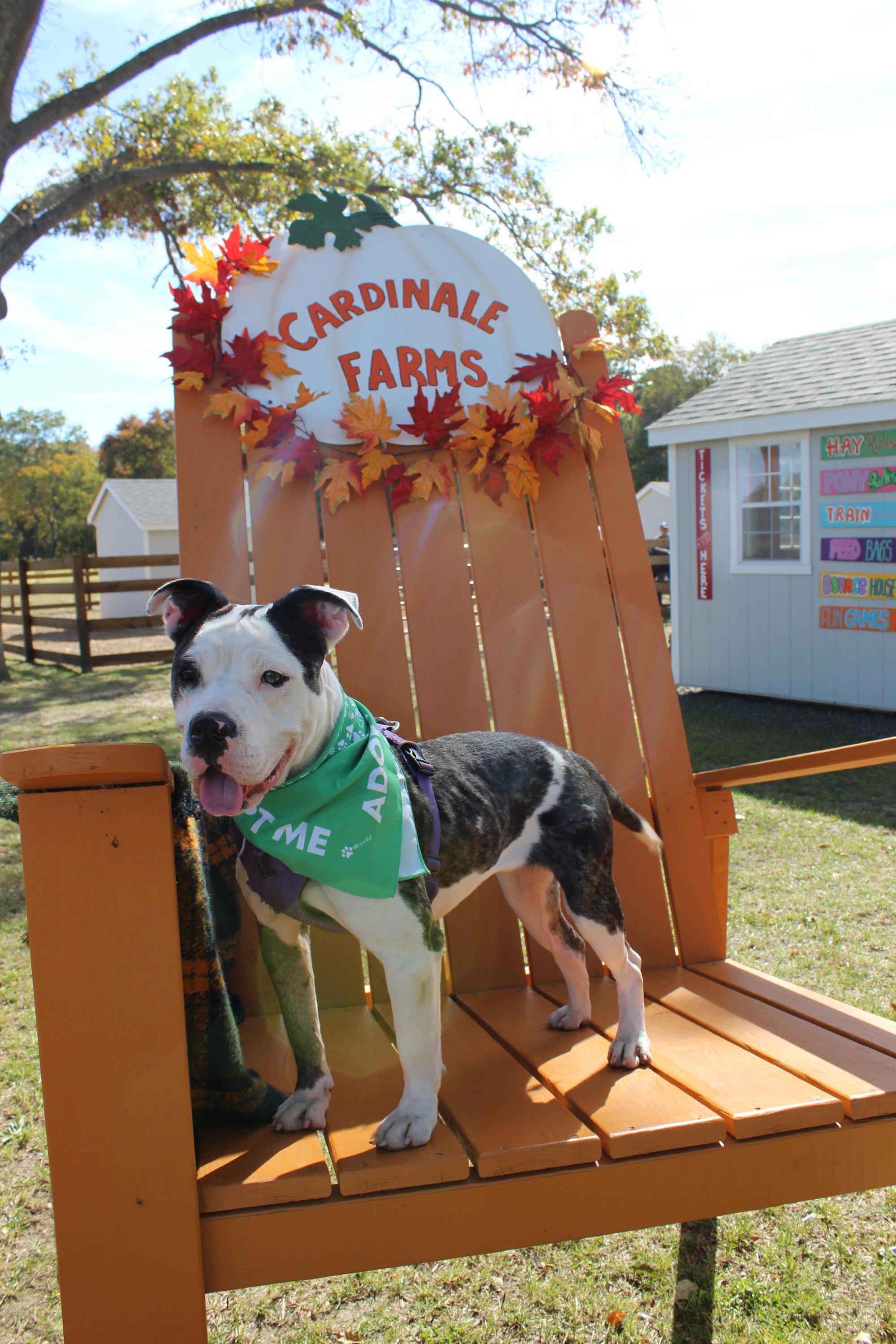 Enlarge Poppy, an adopted mixed breed in farmingdale, NJ image 1/4