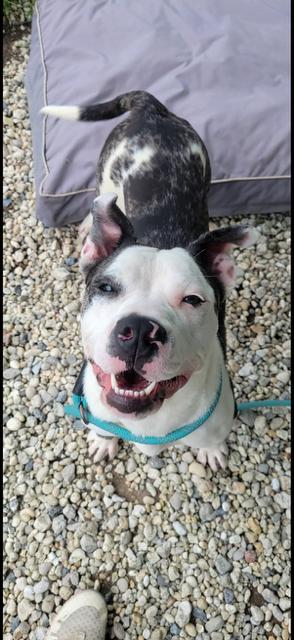 Enlarge Poppy, an adopted mixed breed in farmingdale, NJ image 3/4