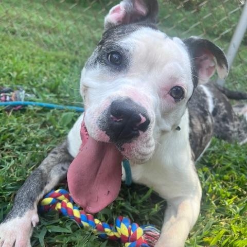 Enlarge Poppy, an adopted mixed breed in farmingdale, NJ image 2/4