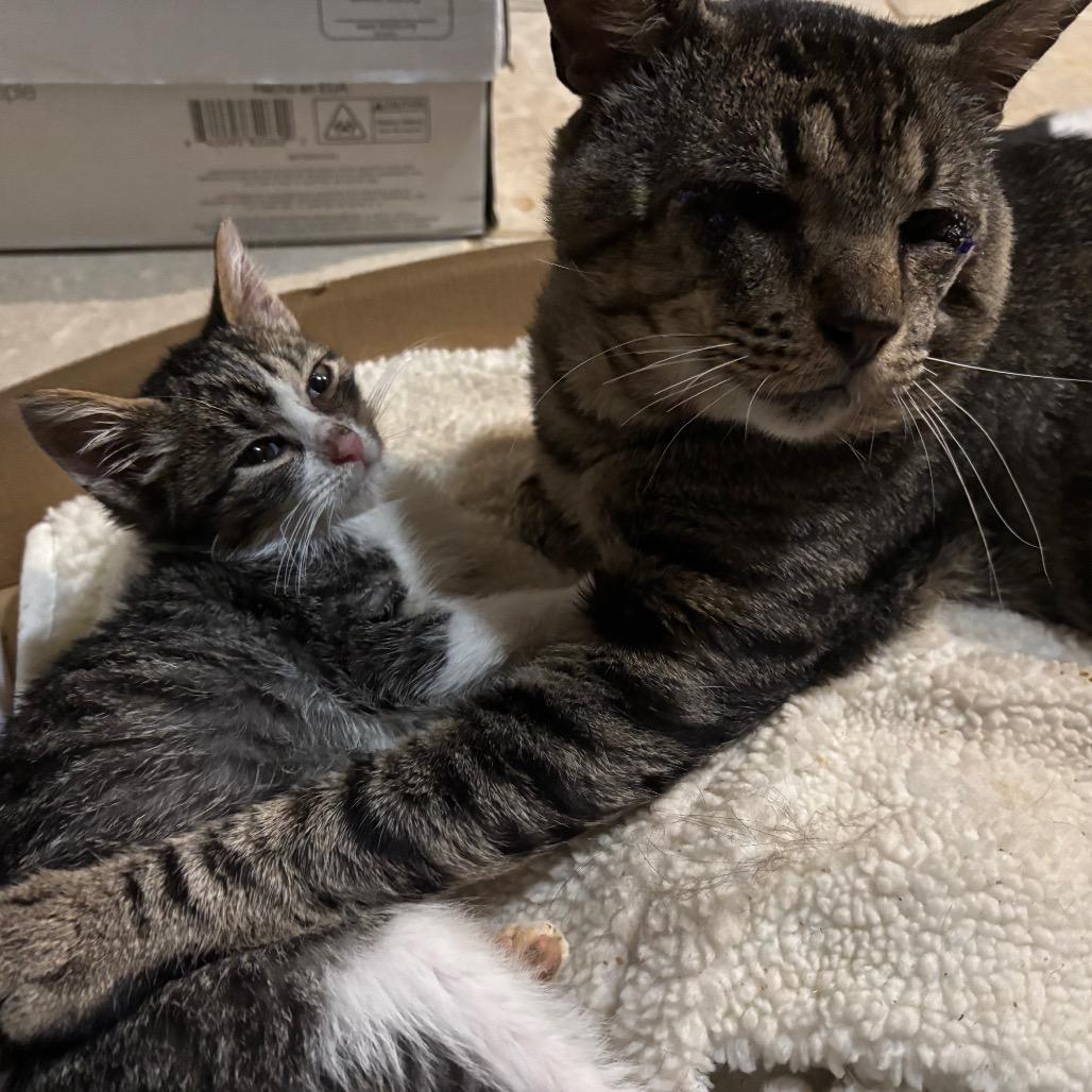 Enlarge Sam, a Adoptable Domestic Short Hair in Houston, TX image 1/4