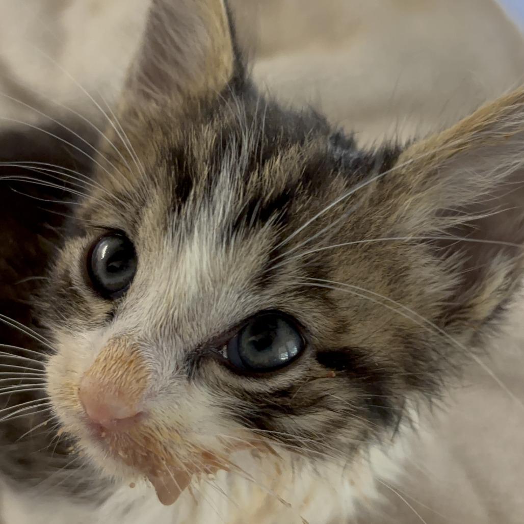 Enlarge Sam, a Adoptable Domestic Short Hair in Houston, TX image 2/4