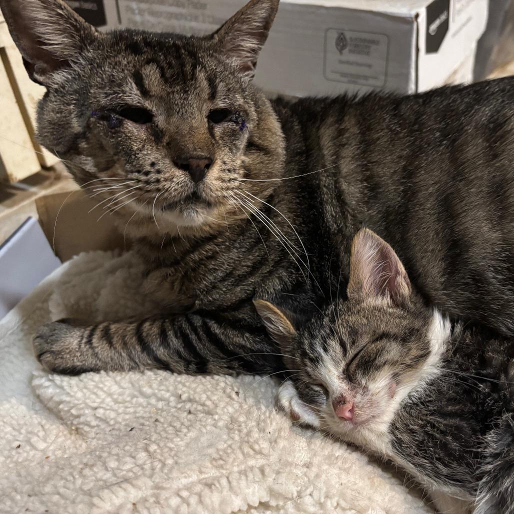 Enlarge Sam, a Adoptable Domestic Short Hair in Houston, TX image 3/4