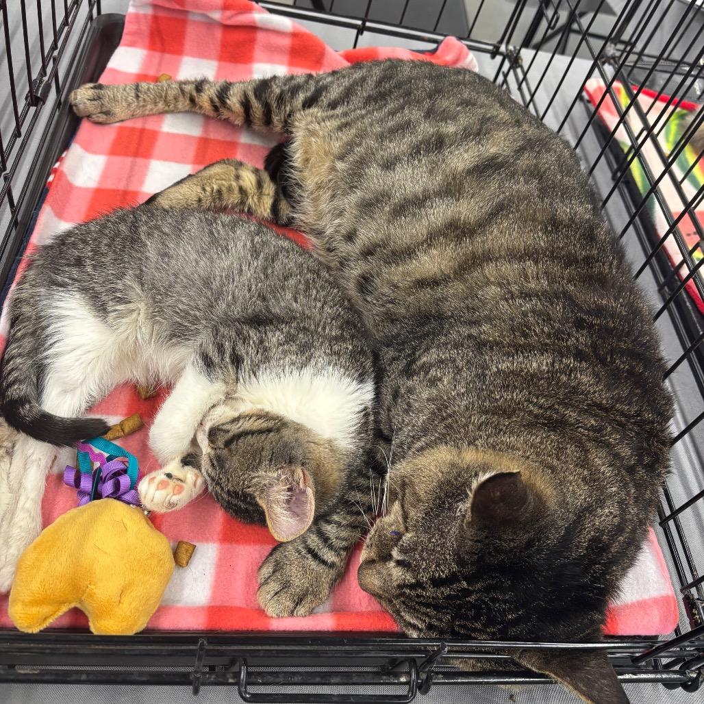 Enlarge Sam, a Adoptable Domestic Short Hair in Houston, TX image 4/4