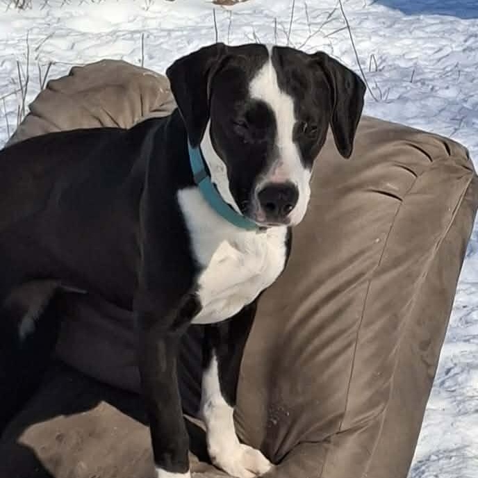 Enlarge Willow, a Adopted mixed breed in Vine Grove, KY image 3/6