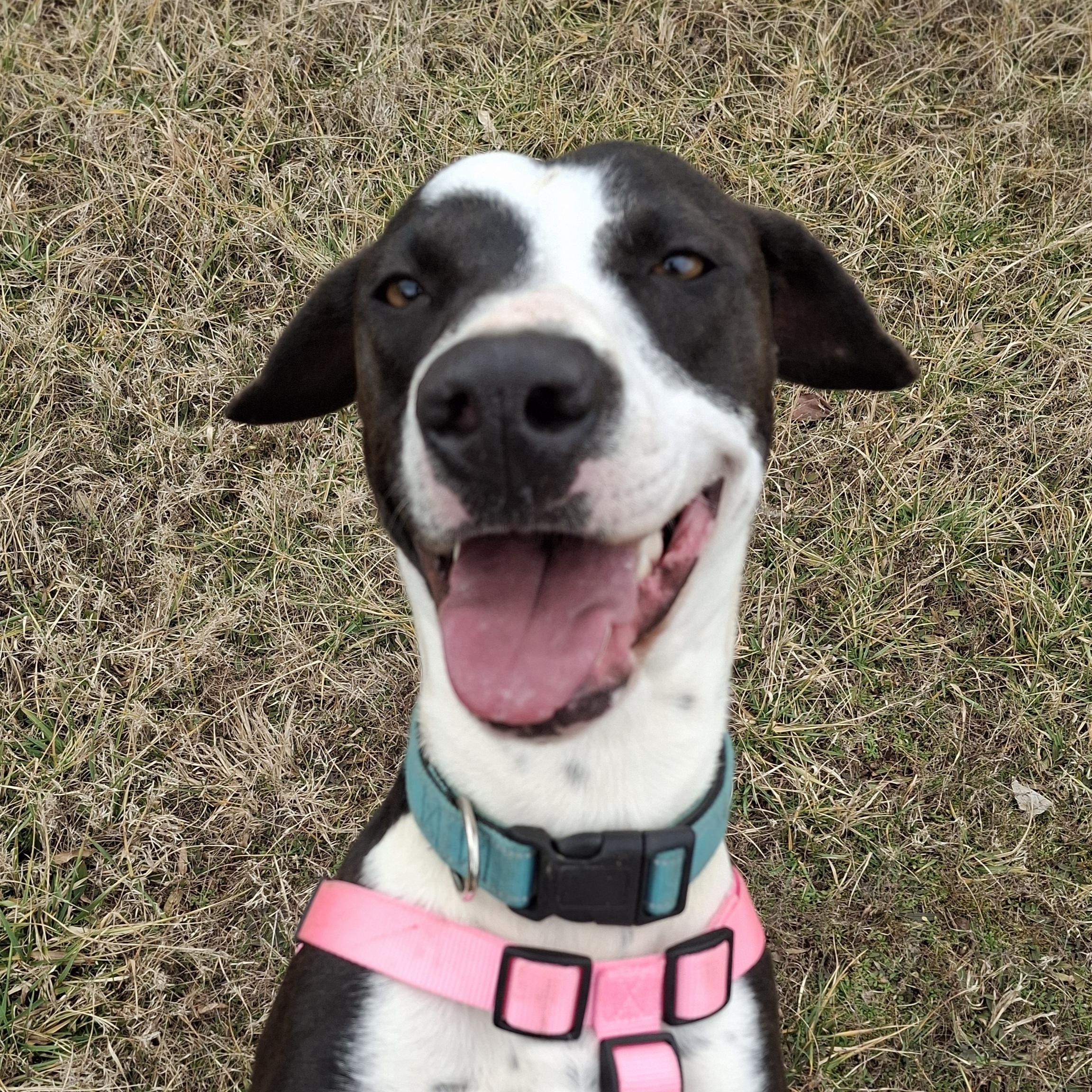 Enlarge Willow, a Adopted mixed breed in Vine Grove, KY image 1/6