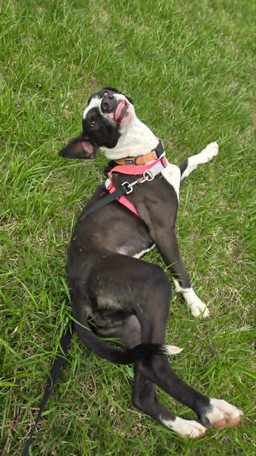 Enlarge Willow, a Adopted mixed breed in Vine Grove, KY image 6/6