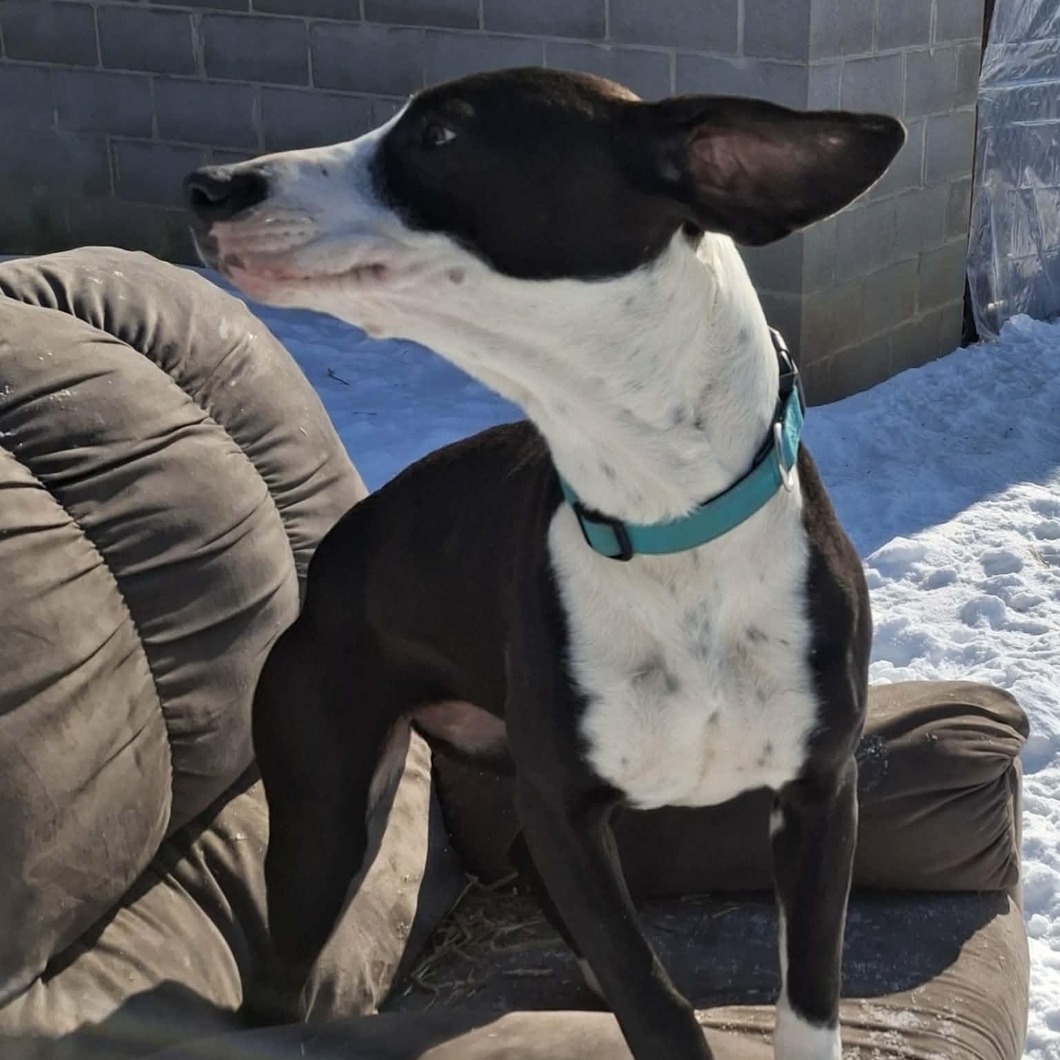 Enlarge Willow, a Adopted mixed breed in Vine Grove, KY image 2/6