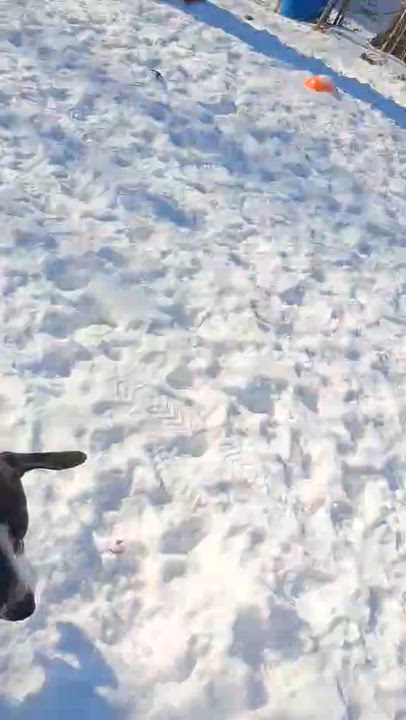 Enlarge Willow, a Adopted mixed breed in Vine Grove, KY video 4/6