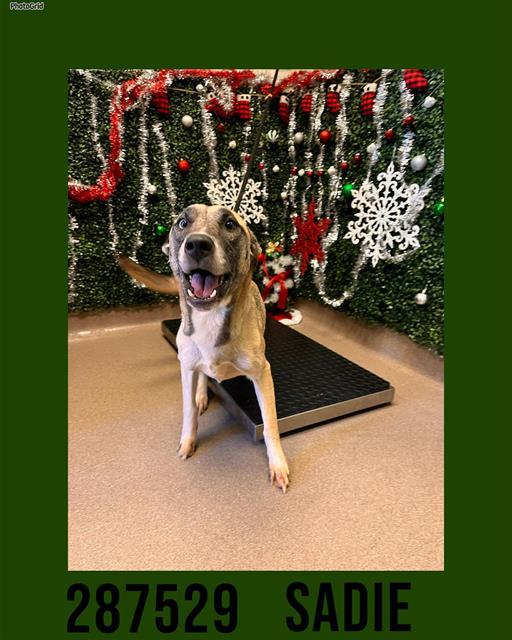 SADIE, Adoptable, Young Female Mixed Breed.