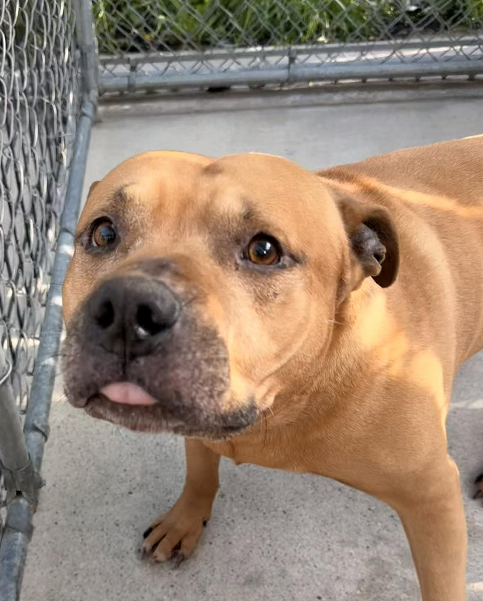 Dax, a ADOPTABLE Mixed Breed in Ionia, MI image 2/6