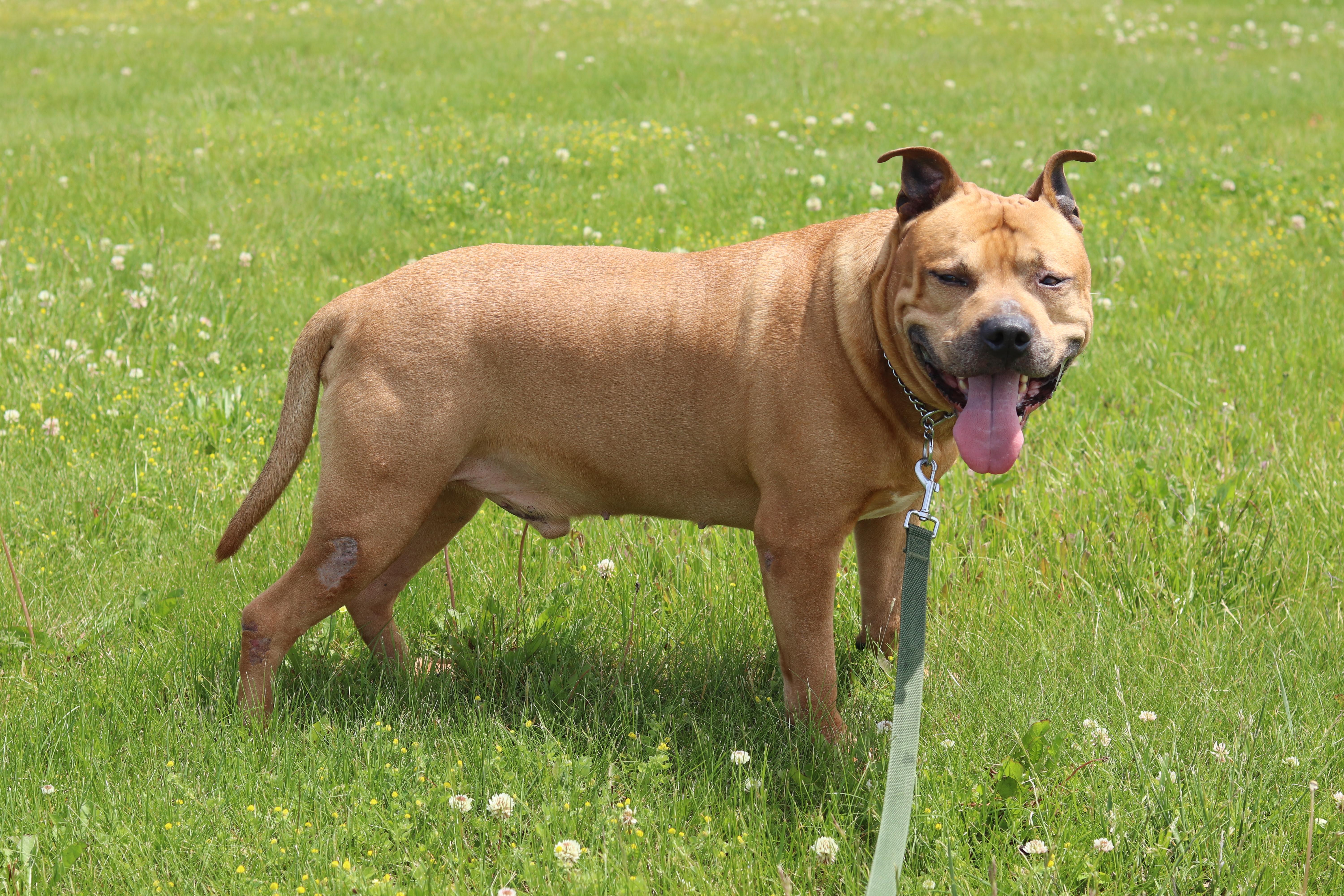 Dax, a ADOPTABLE Mixed Breed in Ionia, MI image 4/6
