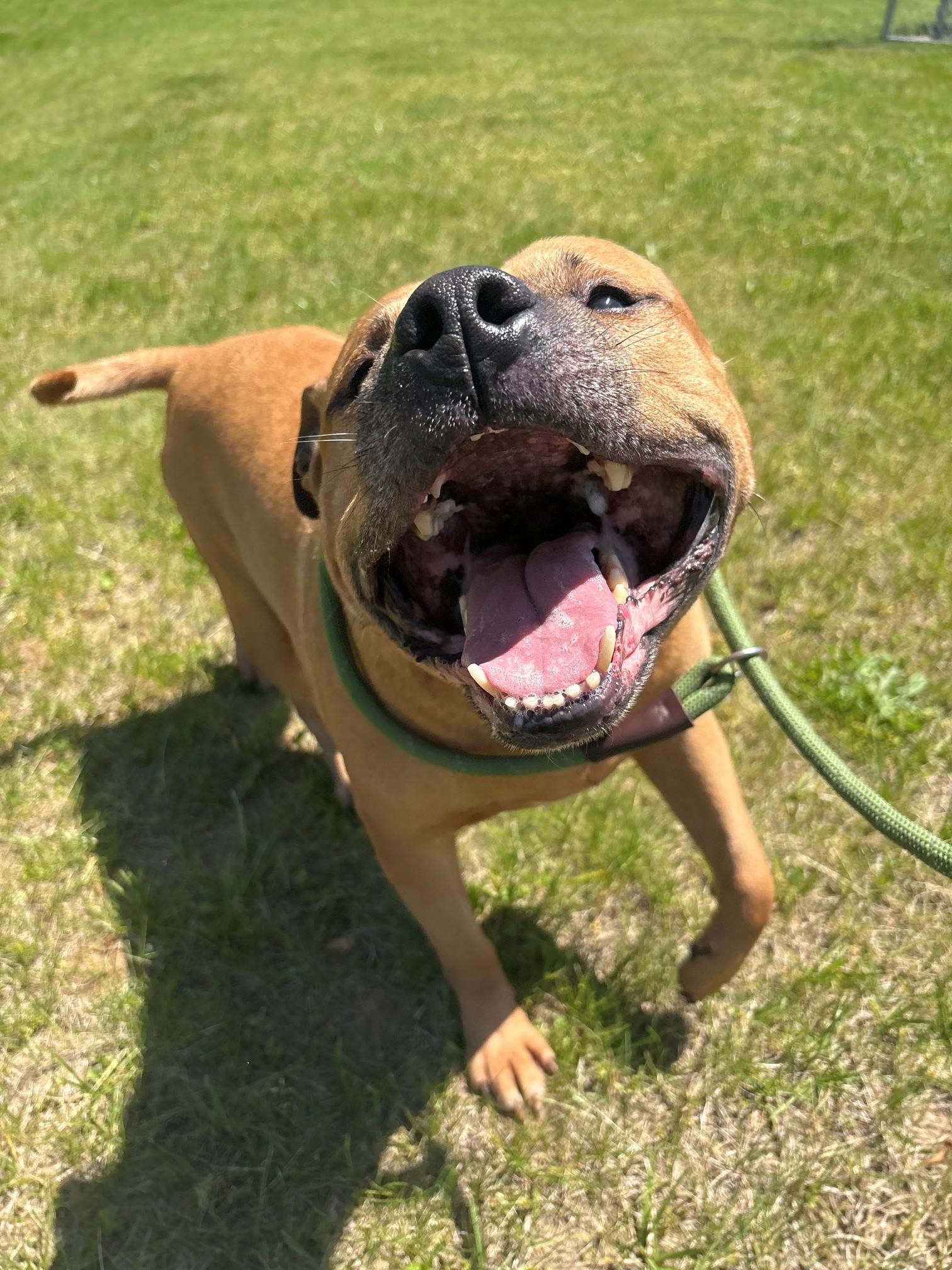 Dax, a ADOPTABLE Mixed Breed in Ionia, MI image 3/6