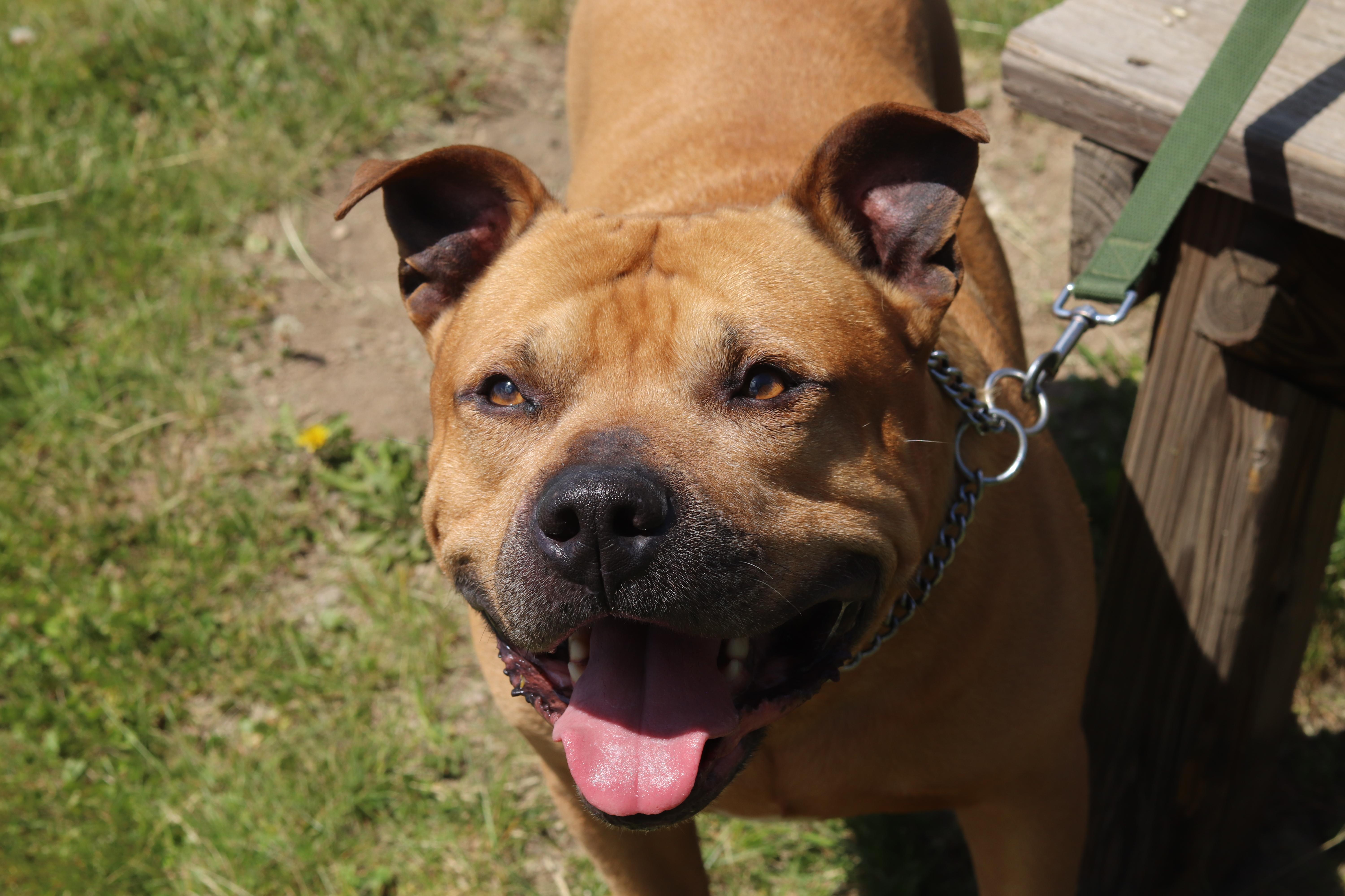 Dax, a ADOPTABLE Mixed Breed in Ionia, MI image 5/6