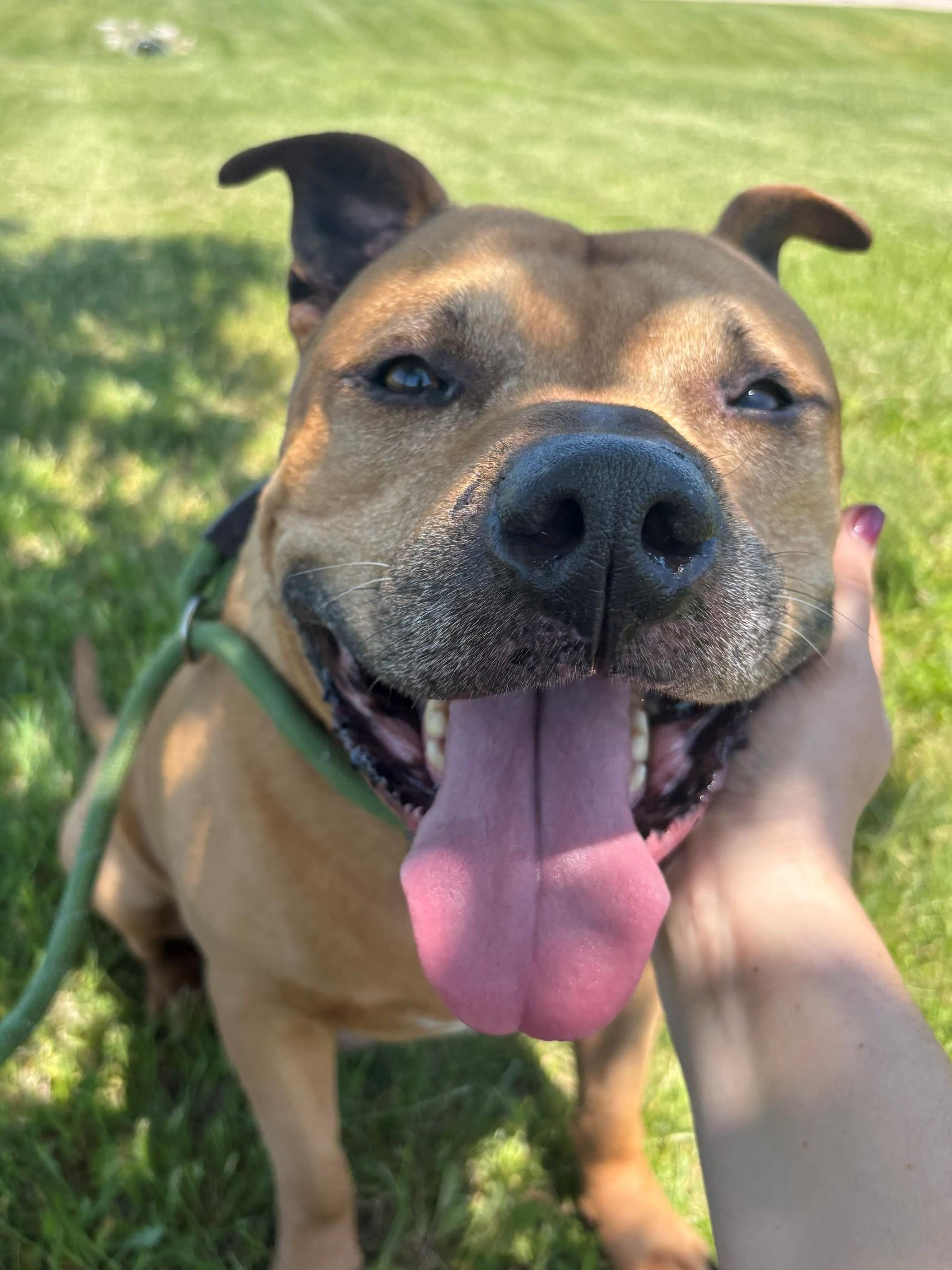 Dax, a ADOPTABLE Mixed Breed in Ionia, MI image 1/6