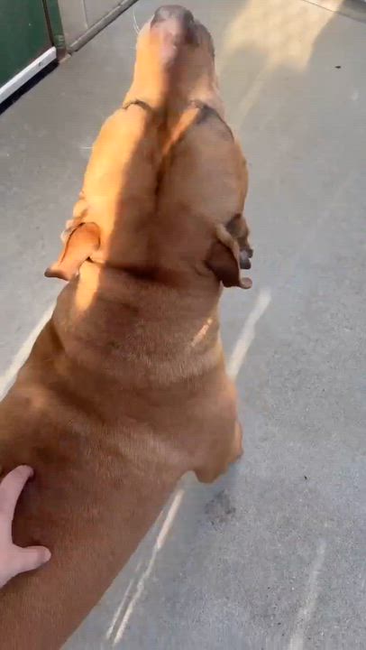 Enlarge Dax, a ADOPTABLE Mixed Breed in Ionia, MI video 6/6