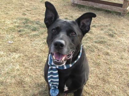 Enlarge Winchester, a Adoptable mixed breed in Boulder, CO image 1/3