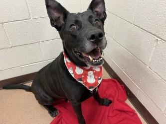 Enlarge Winchester, a Adoptable mixed breed in Boulder, CO image 2/3