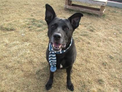 Enlarge Winchester, a Adoptable mixed breed in Boulder, CO image 3/3