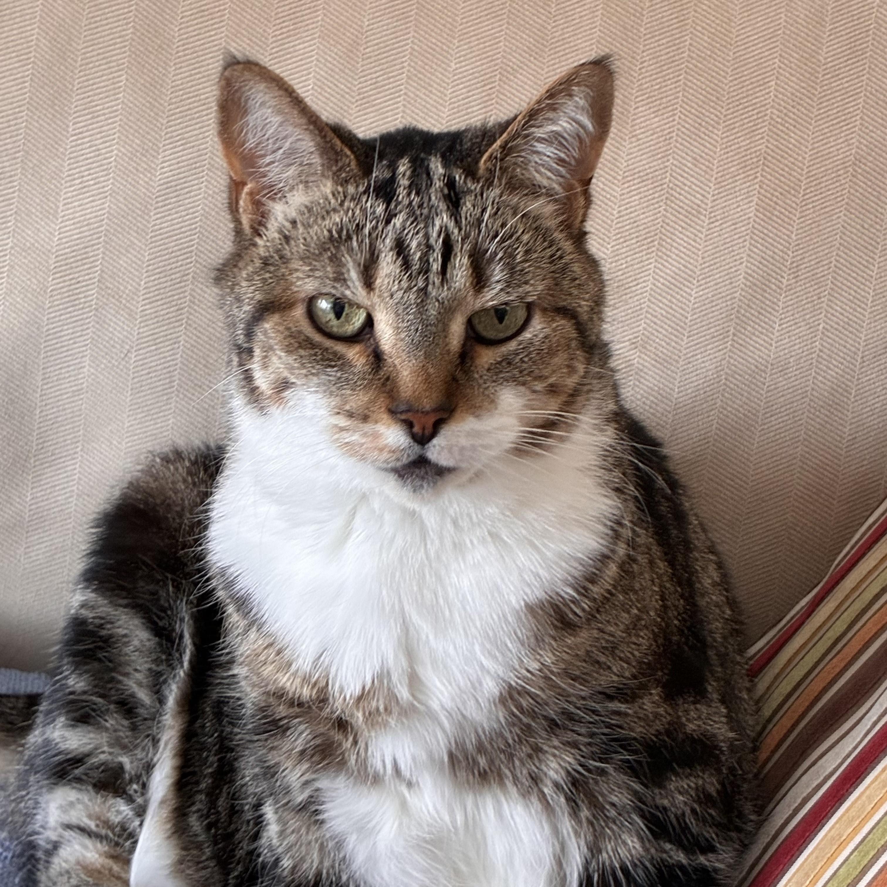 Liz, Adoptable, Senior Female Domestic Short Hair & Tabby.