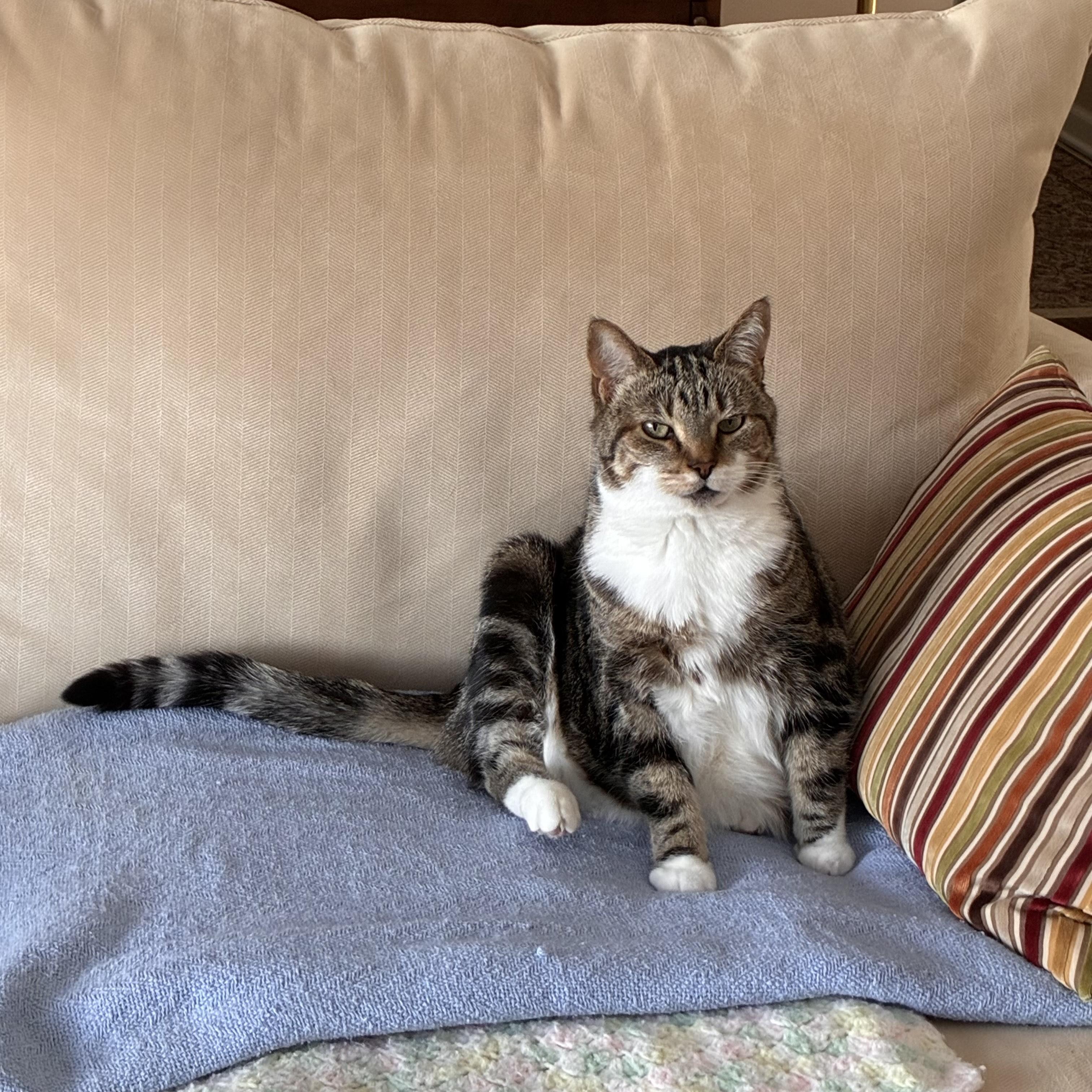 Liz, a Adoptable mixed breed in Rochester Hills, MI image 2/3