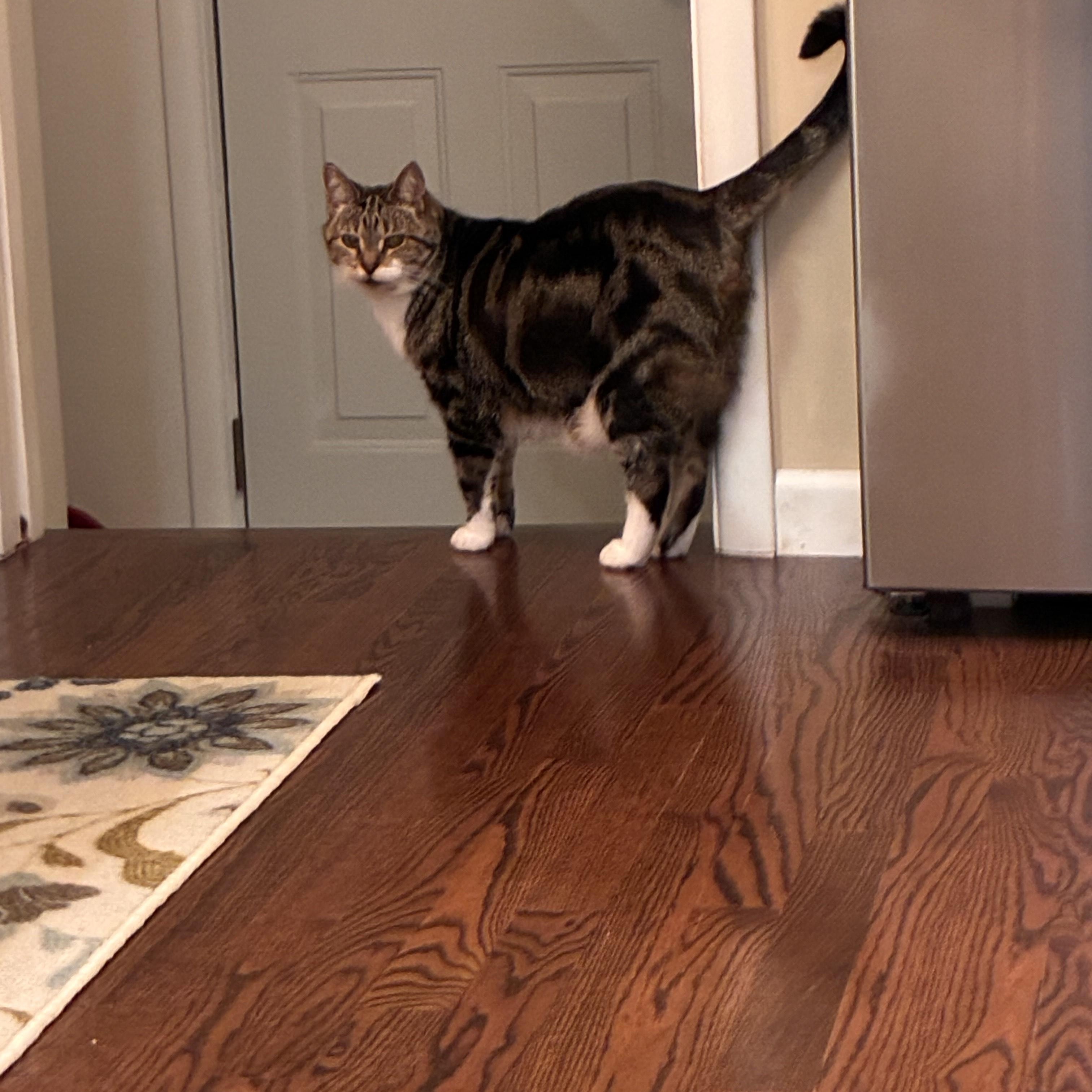 Liz, a Adoptable mixed breed in Rochester Hills, MI image 3/3