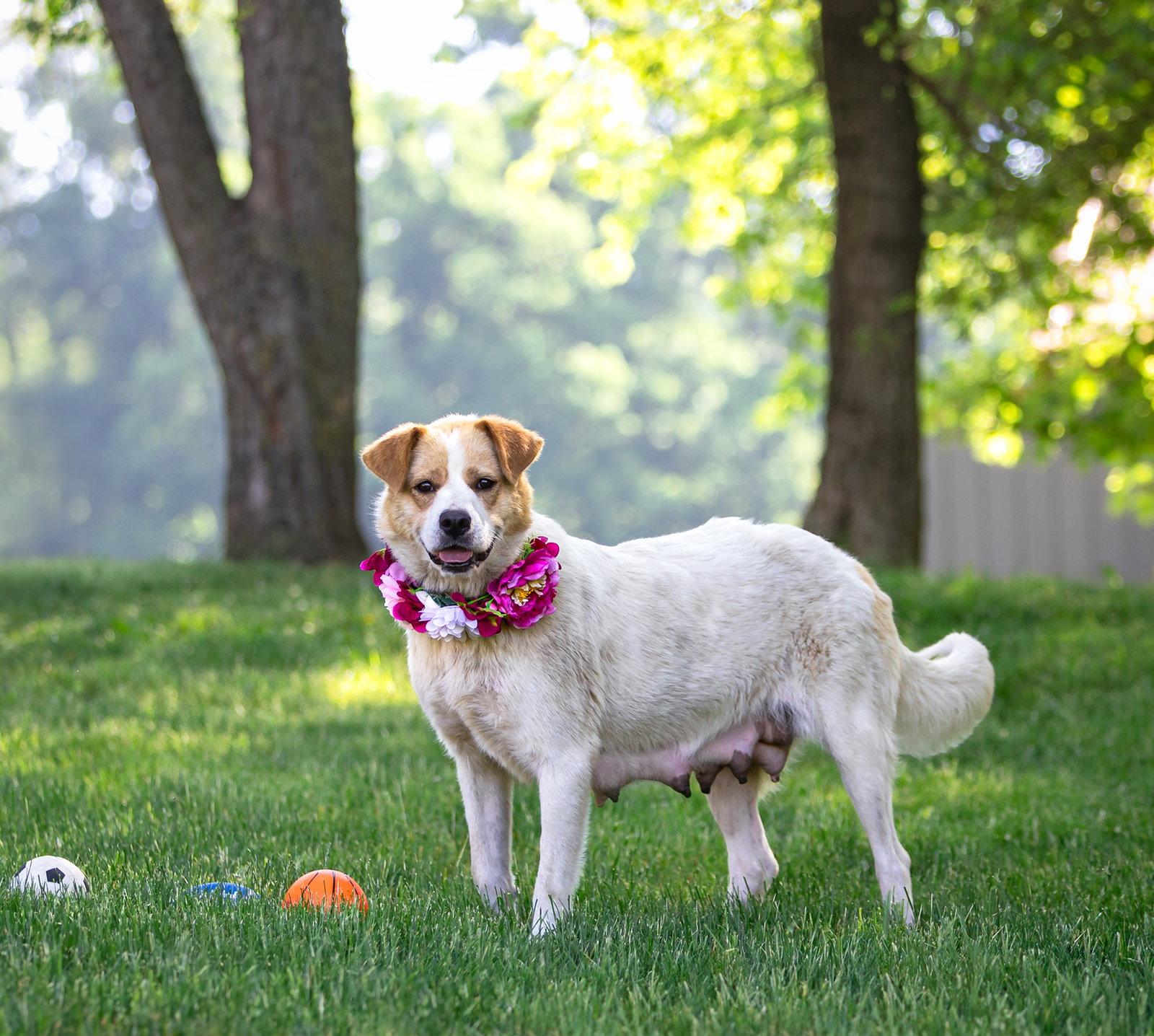 Enlarge Harper, a Adoptable Great Pyrenees in Coatesville, PA image 1/1