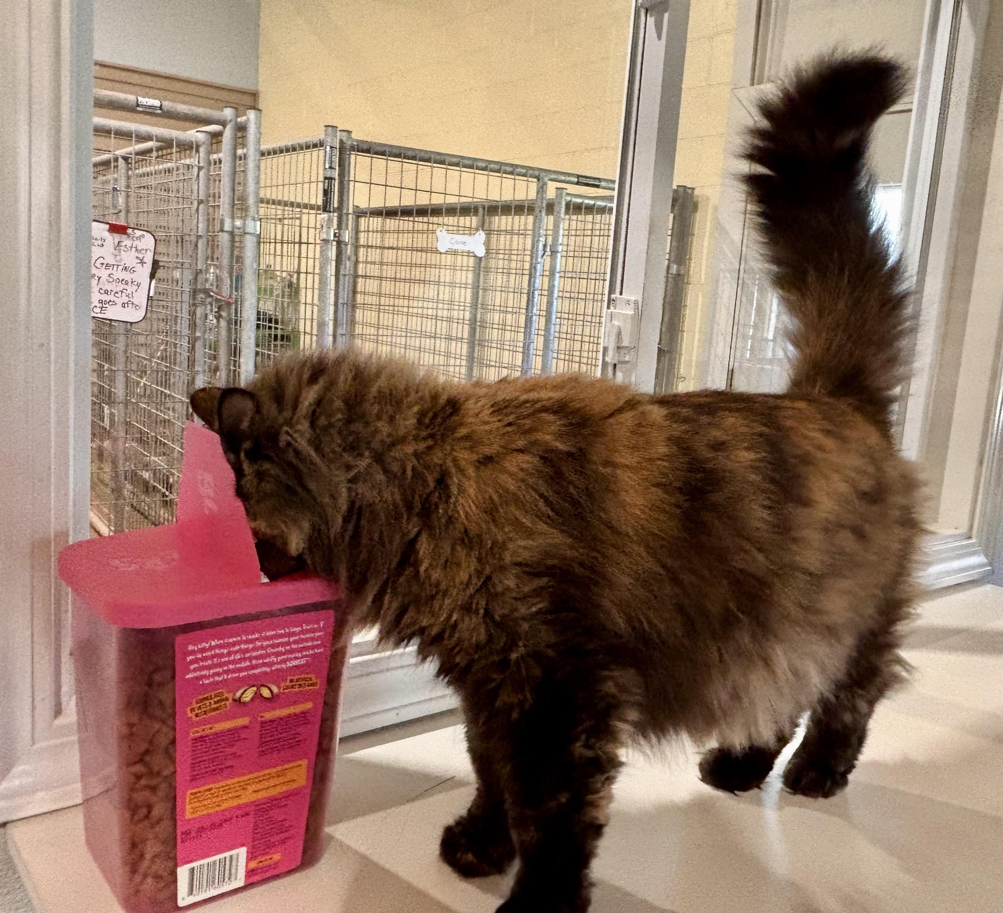 Pixie, an adopted Domestic Long Hair in Shenandoah, IA image 3/5