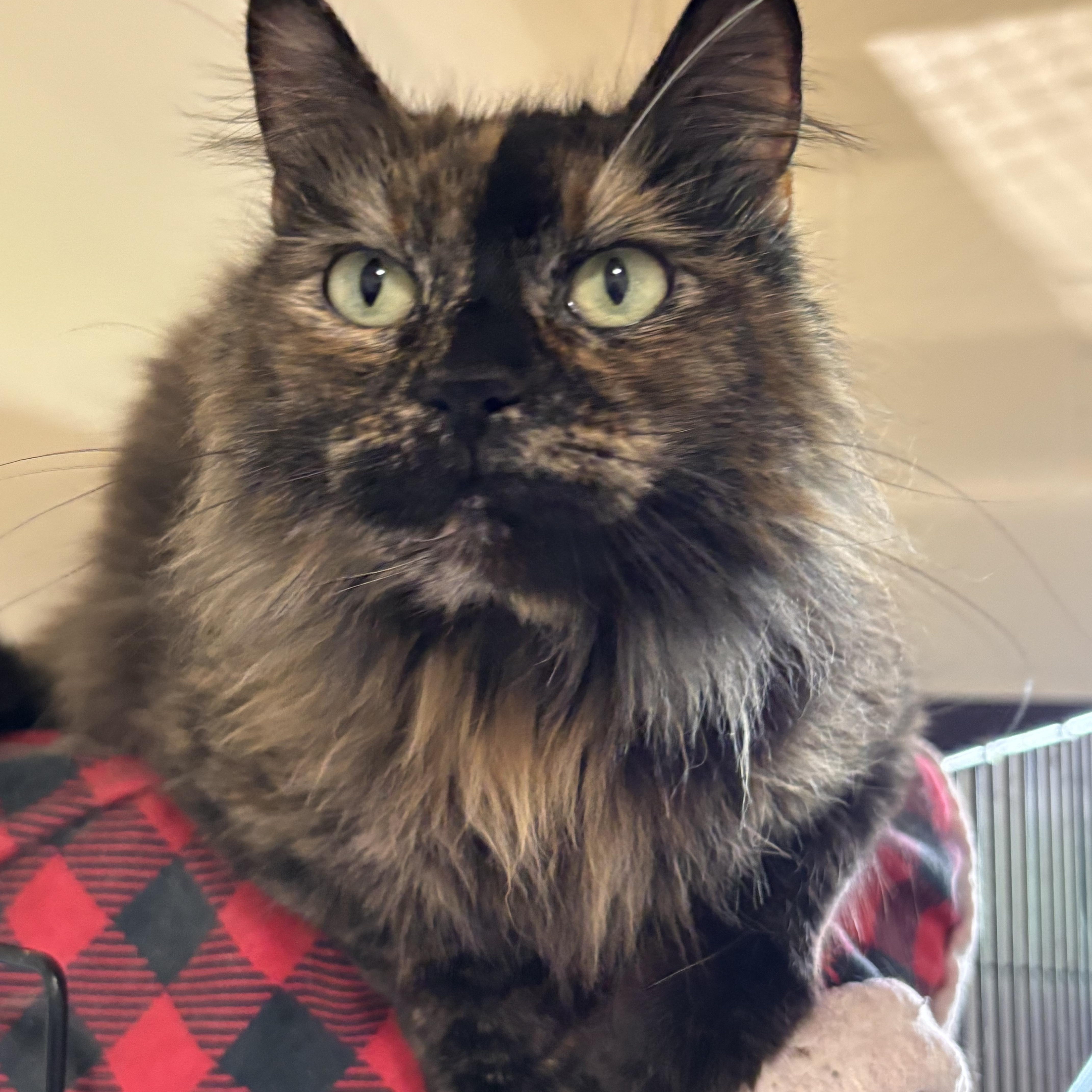 Pixie, an adopted Domestic Long Hair in Shenandoah, IA image 5/5