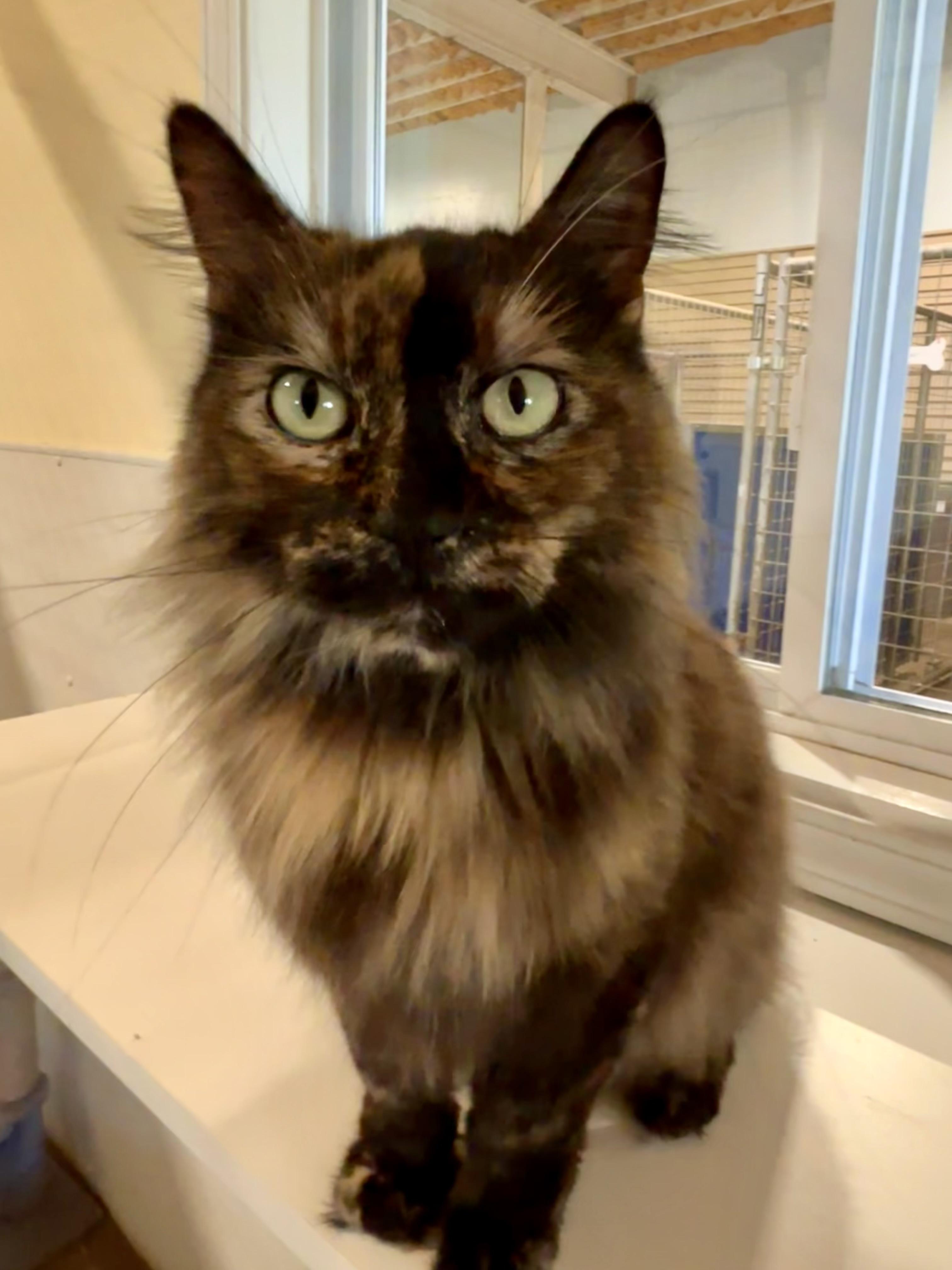Pixie, adopted, Adult Female Domestic Long Hair.