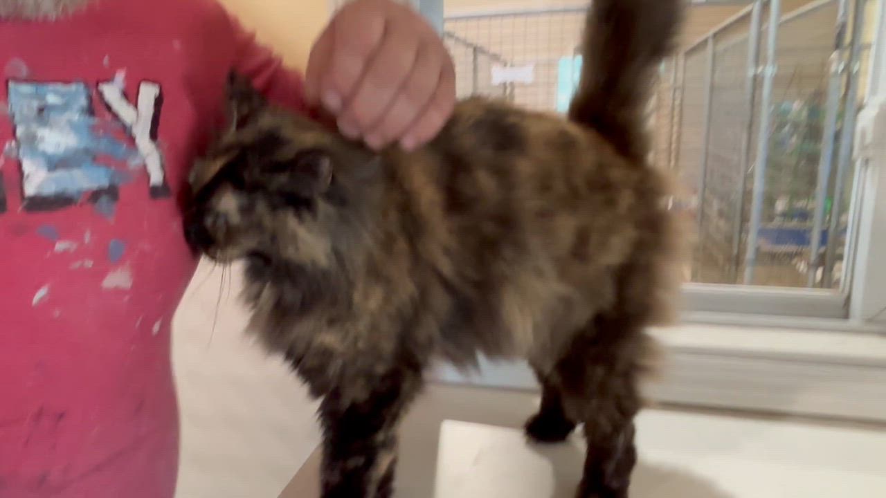 Enlarge Pixie, an adopted Domestic Long Hair in Shenandoah, IA video 2/5
