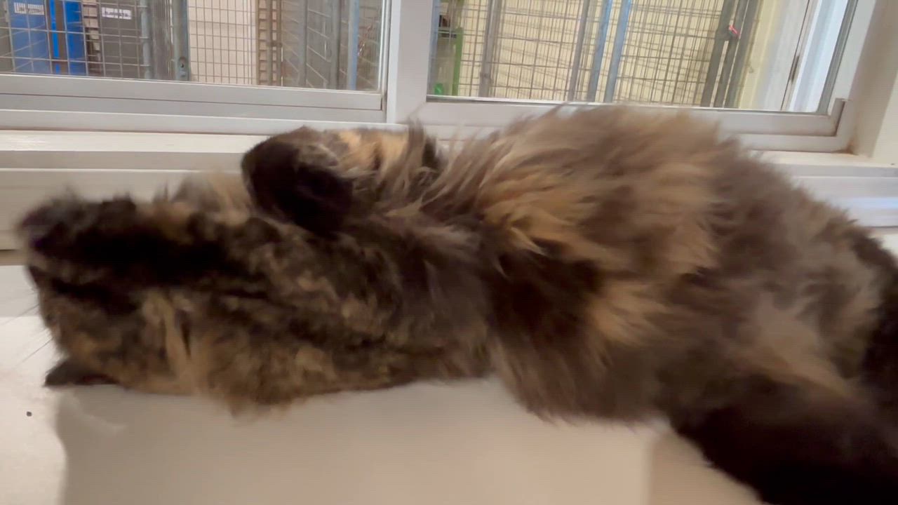 Enlarge Pixie, an adopted Domestic Long Hair in Shenandoah, IA video 4/5